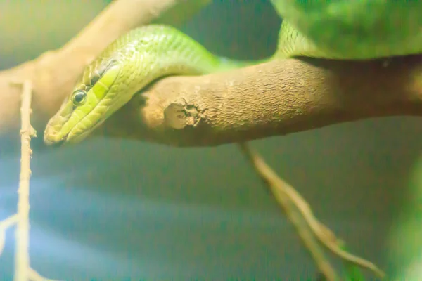 Gonyosoma Oxycephalum Γνωστό Συνήθως Δενδρόβιο Φίδι Κόκκινο Ουρά Πράσινο Φίδι — Φωτογραφία Αρχείου