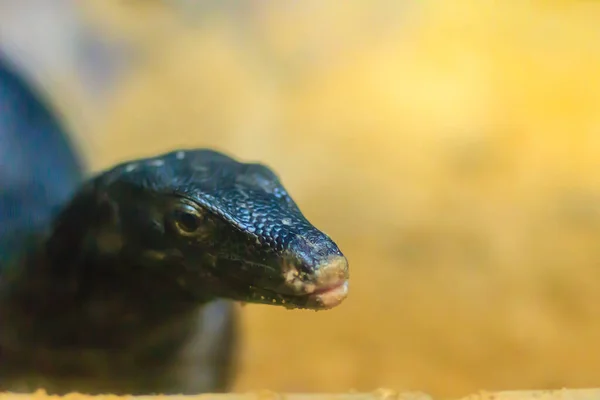 Söt Black Water Monitor Varanus Salvator Komaini Sällsynt Och Mycket — Stockfoto