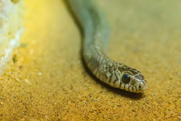 바운드 스네이크 Banded Rat Snake Ptyas Mucosus 타이의 지역에서 스네이크 — 스톡 사진