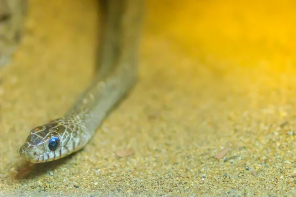 바운드 스네이크 Banded Rat Snake Ptyas Mucosus 타이의 지역에서 스네이크 — 스톡 사진