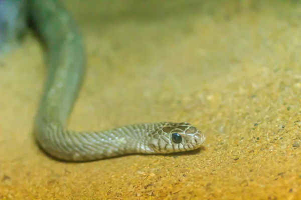 大白鼠蛇 或东方大白鼠蛇 Ptyas Mucosus 原产于泰国的野外 条形老鼠蛇是一种无毒的陆地蛇 限制家鼠 遍布泰国各地 — 图库照片