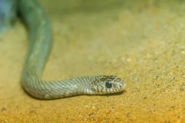 Banded Rat Snake Oriental Rat Snake Ptyas Mucosus Natureza Tailândia — Fotografia de Stock