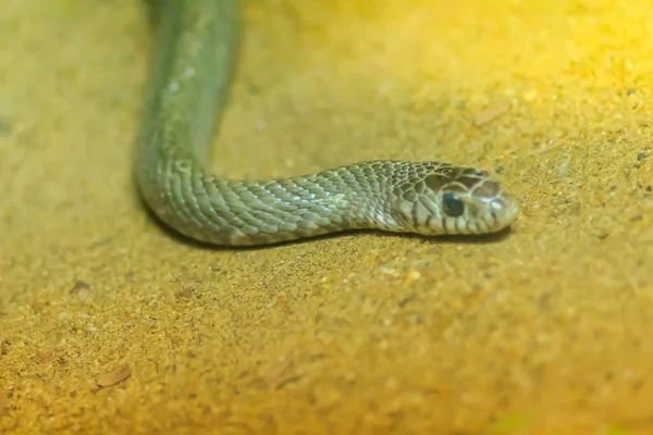 Banded Rat Snake Oriental Rat Snake Ptyas Mucosus Natureza Tailândia — Fotografia de Stock