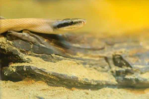 줄무늬 Stripe Tailed Racer 동굴에 뱀이다 동굴도우러 Cave Deller 동굴드릴 — 스톡 사진