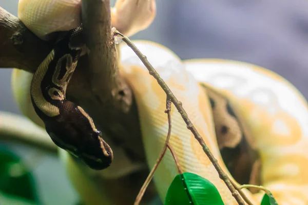 森の中のかわいいボールパイソン ロイヤル パイソン Royal Python Python Regus 西アフリカと中央アフリカに生息するパイソン種である — ストック写真