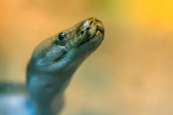 Python Birmanês Verde Bonito Floresta Python Bivittatus Uma Das Cinco — Fotografia de Stock
