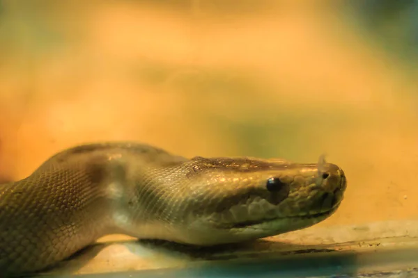 파이프라인 미얀마 비단뱀 Burmese Python Python Bivittatus 세계에서 — 스톡 사진