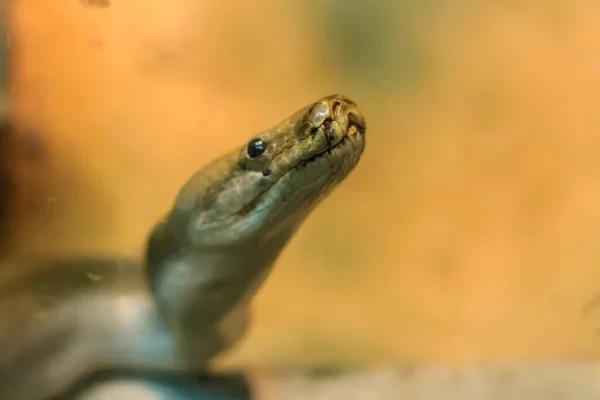 파이프라인 미얀마 비단뱀 Burmese Python Python Bivittatus 세계에서 — 스톡 사진