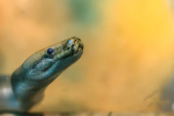 파이프라인 미얀마 비단뱀 Burmese Python Python Bivittatus 세계에서 — 스톡 사진