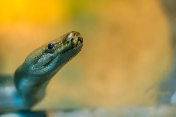 森の中のかわいい緑のビルマのPython ビルマのピソン Python Bivitatus 世界5大ヘビの一つです — ストック写真