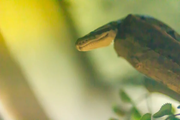 귀여운 비단뱀 비단뱀 Royal Python Python Regius 비단뱀은 서아프리카 프리카 — 스톡 사진