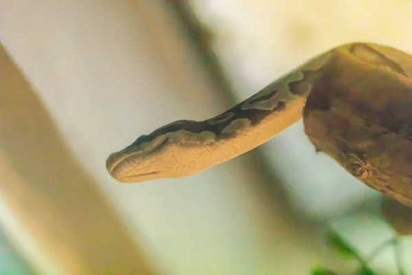 可爱的球蟒蛇在森林里 皇家蟒蛇 Royal Python 缩写Python Regius 也被称为球形蟒蛇 Ball Python 是一种原产于西非和中非的蟒蛇 — 图库照片
