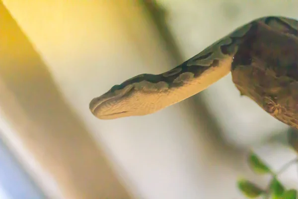 可爱的球蟒蛇在森林里 皇家蟒蛇 Royal Python 缩写Python Regius 也被称为球形蟒蛇 Ball Python 是一种原产于西非和中非的蟒蛇 — 图库照片