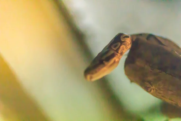 Симпатичный Питон Лесу Королевский Питон Python Regius Называемый Шаровым Питоном — стоковое фото