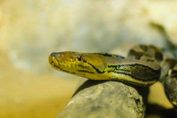 Python Reticulado Bonito Regal Python Python Reticulatus Amarelo Claro Marrom — Fotografia de Stock