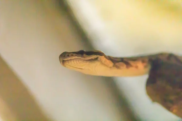 Cute Ball Pytona Lesie Pyton Królewski Python Regius Zwany Również — Zdjęcie stockowe