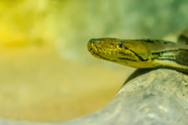 Cute Reticulated Python Regal Python Python Reticulatus Light Yellowish Brown — Stock Photo, Image