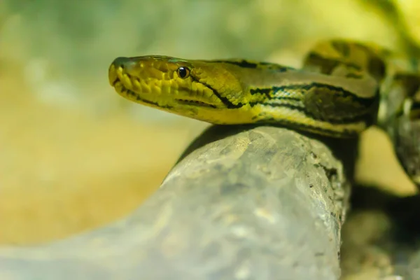かわいい繰り返しPython Regal Python Pythonの繰り返しは 目の腹側から斜めに伸びる黒い線で体の背側部分を茶色にするために黄色っぽい光です — ストック写真