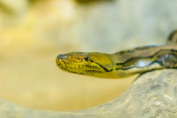 Şirin Reticulated Python Regal Python Python Reticulatus Gözlerinin Kısmından Çapraz — Stok fotoğraf