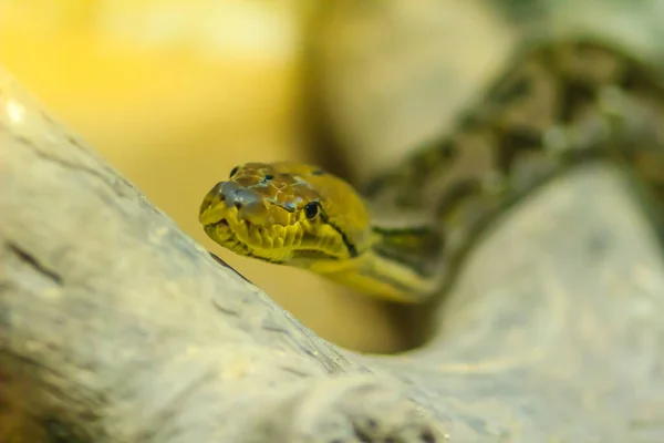 Python Retikulata Cute Regal Python Python Reticulatus Berwarna Kuning Terang — Stok Foto