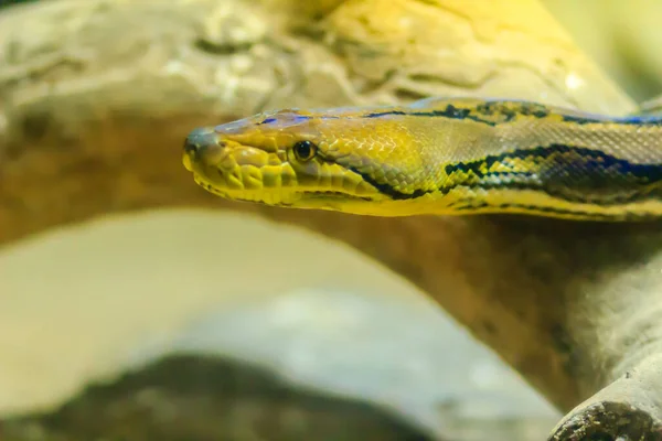 Χαριτωμένο Σχηματοποιημένο Python Regal Python Python Reticulatus Είναι Ανοιχτό Κίτρινο — Φωτογραφία Αρχείου