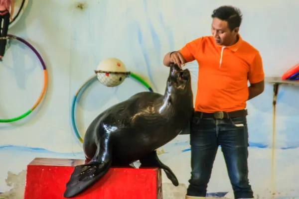 Bangkok Thailand September 2018 Zeehonden Laten Zien Dusit Public Zoo — Stockfoto