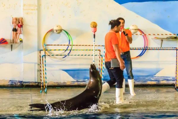 泰国曼谷 2018年9月22日 在Dusit Public Zoo或Khao Din 现已关闭 展示海豹聪明而聪明的海豹也很可爱 — 图库照片