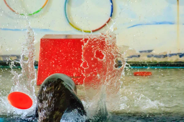 Бангкок Таиланд Сентября 2018 Года Показать Тюленей Общественном Зоопарке Дусит — стоковое фото