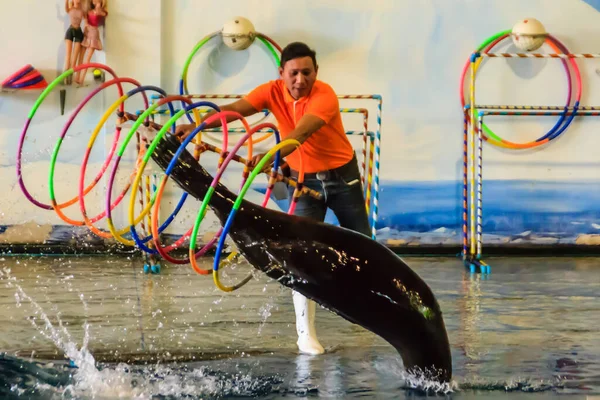 泰国曼谷 2018年9月22日 在Dusit Public Zoo或Khao Din 现已关闭 展示海豹聪明而聪明的海豹也很可爱 — 图库照片