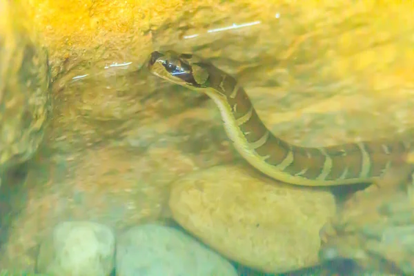 Ular Air Bertopeng Stok Foto Ular Air Bertopeng Gambar Bebas Royalti Depositphotos