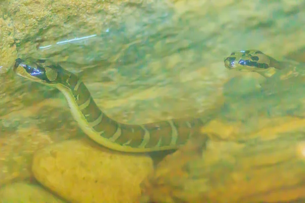 Ular Air Bertopeng Stok Foto Ular Air Bertopeng Gambar Bebas Royalti Depositphotos