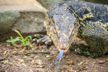 Asya su monitörünü kapat (Varanus salvator), Güney ve Güneydoğu Asya 'da yaşayan büyük bir kertenkele türüdür..