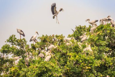 Açık gagalı leylek sürüsü ya da halk parkındaki ağaçtaki Asya gagalı kuş sürüsü. Asya açılış gagası (