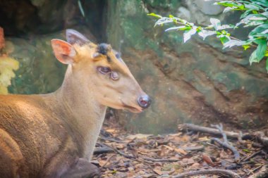 Doğada şirin bir geyik havlaması. Muntjacs geyiği ya da kaburga suratlı geyik olarak da bilinir, Güneydoğu Asya 'da yaşayan Muntiacus cinsinin küçük geyikleridir..
