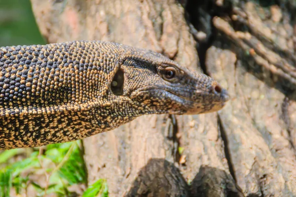 Közelkép Ázsiai Víz Monitor Varanus Salvator Más Néven Közös Víz — Stock Fotó