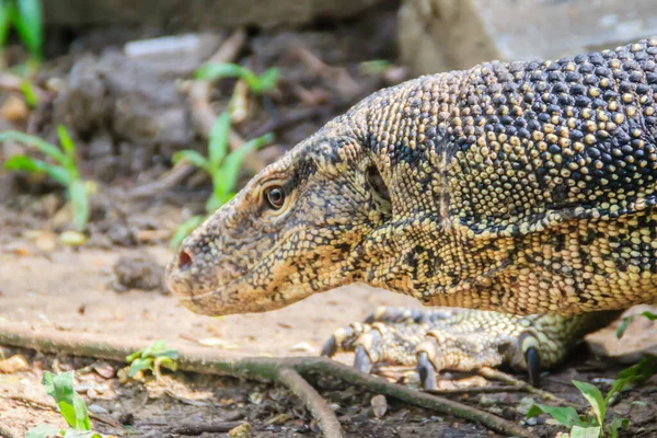 Cerca Del Monitor Agua Asia Varanus Salvator También Llamado Monitor — Foto de Stock