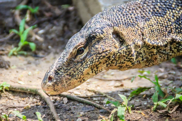 Fermer Moniteur Eau Asiatique Varanus Salvator Également Appelé Moniteur Eau — Photo