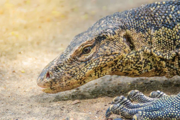 Fermer Moniteur Eau Asiatique Varanus Salvator Également Appelé Moniteur Eau — Photo