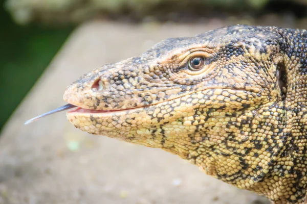 Közelkép Ázsiai Víz Monitor Varanus Salvator Más Néven Közös Víz — Stock Fotó