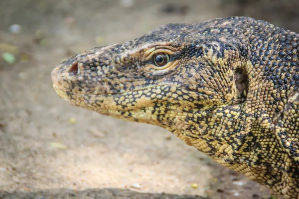 Közelkép Ázsiai Víz Monitor Varanus Salvator Más Néven Közös Víz — Stock Fotó