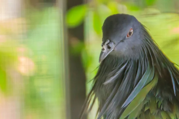 かわいいニコバル鳩 またはニコバル鳩 Calenas Nicobarica 自然界で タイでは ニコバルは非常に珍しい鳥です シラン諸島の常緑樹林やビーチに住むことによってのみ — ストック写真