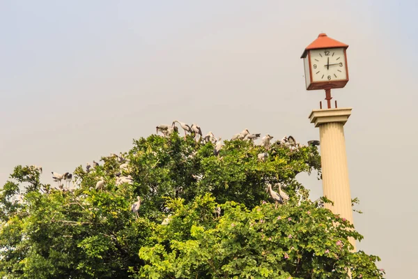 Gruppe Von Weißstorch Oder Asiatischer Weißstorch Auf Baum Mit Uhrturm — Stockfoto