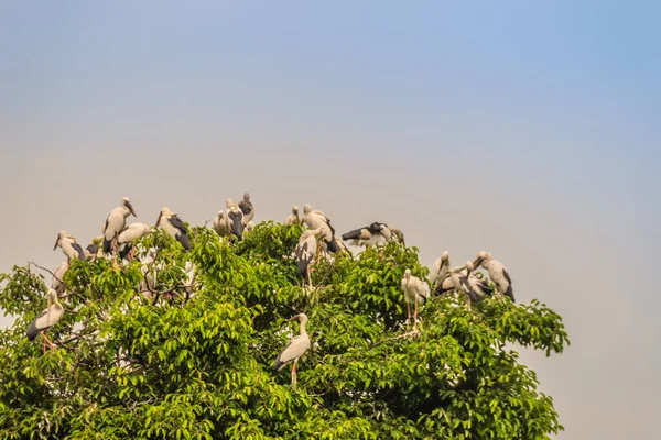 Schwärme Von Weißschnabelstorch Oder Asiatischen Weißschnabelvögeln Auf Bäumen Öffentlichen Park — Stockfoto