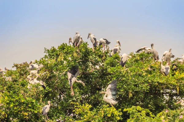 Schwärme Von Weißschnabelstorch Oder Asiatischen Weißschnabelvögeln Auf Bäumen Öffentlichen Park — Stockfoto