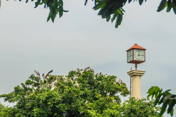Gruppe Von Weißstorch Oder Asiatischer Weißstorch Auf Baum Mit Uhrturm — Stockfoto