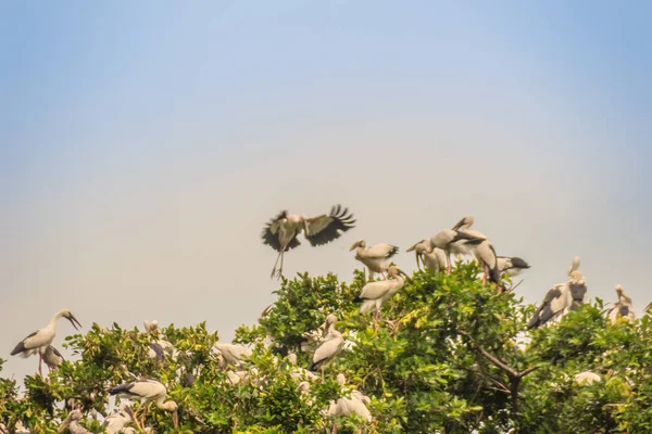 Een Kudde Ooievaar Met Open Snavel Aziatische Vogels Met Open — Stockfoto