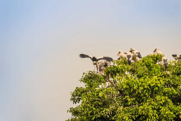 Schwärme Von Weißschnabelstorch Oder Asiatischen Weißschnabelvögeln Auf Bäumen Öffentlichen Park — Stockfoto