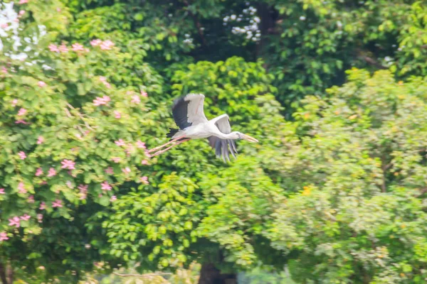 Öppen Fakturerad Stork Eller Asiatisk Openbill Flyger Den Offentliga Parken — Stockfoto