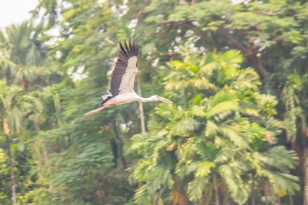 Cicogna Becco Aperto Becco Aperto Asiatico Sta Volando Nel Parco — Foto Stock