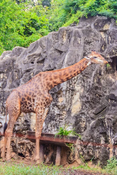 Bella Giraffa Nel Parco Pubblico Giraffa Giraffa Mammifero Artiodattilo Africano — Foto Stock